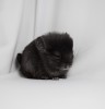 1 мес